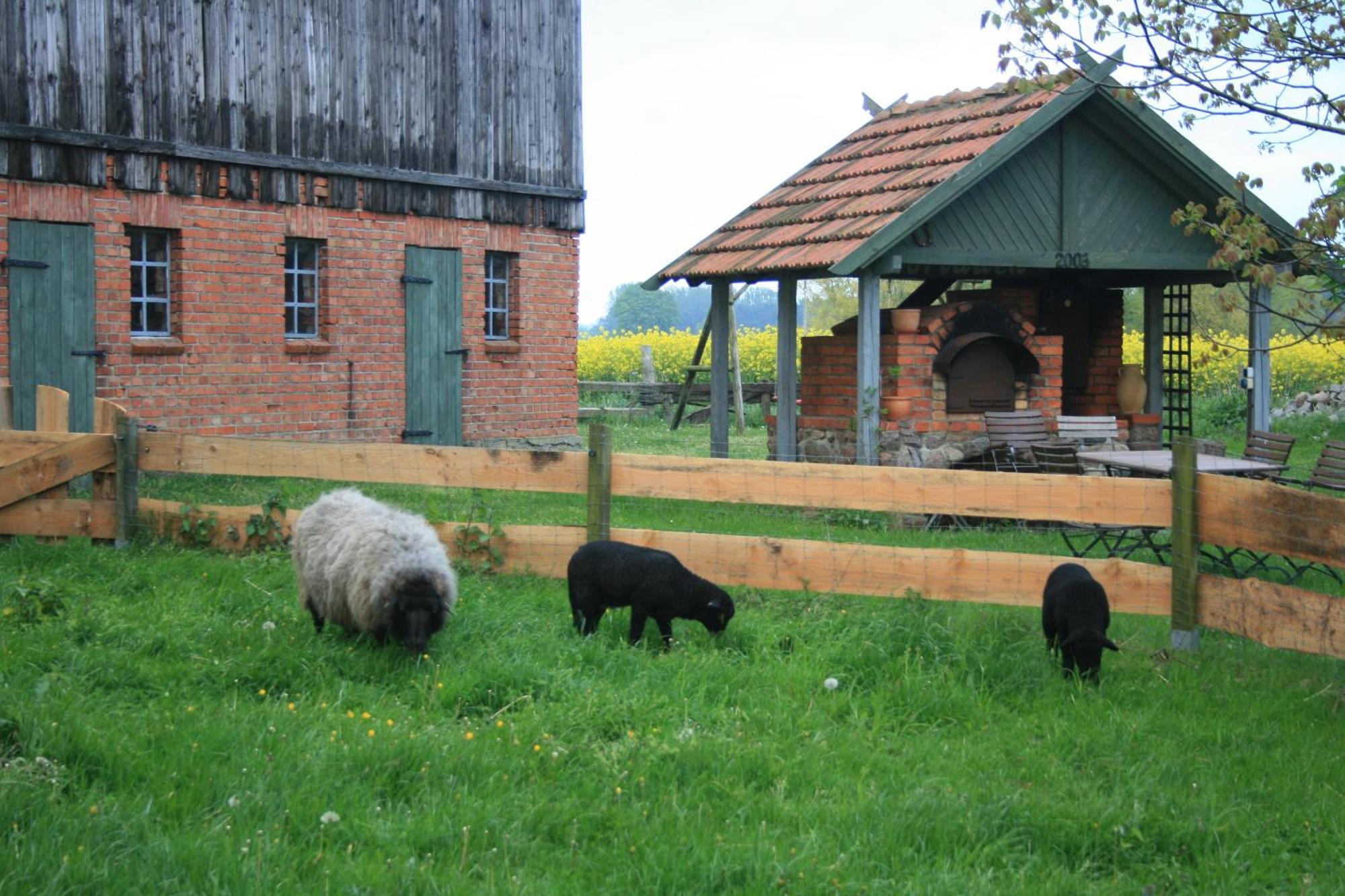 Ostseestuev Boiensdorf Стая снимка